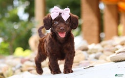 Miniature Dachshund dogs for sale: Chai - Image 6