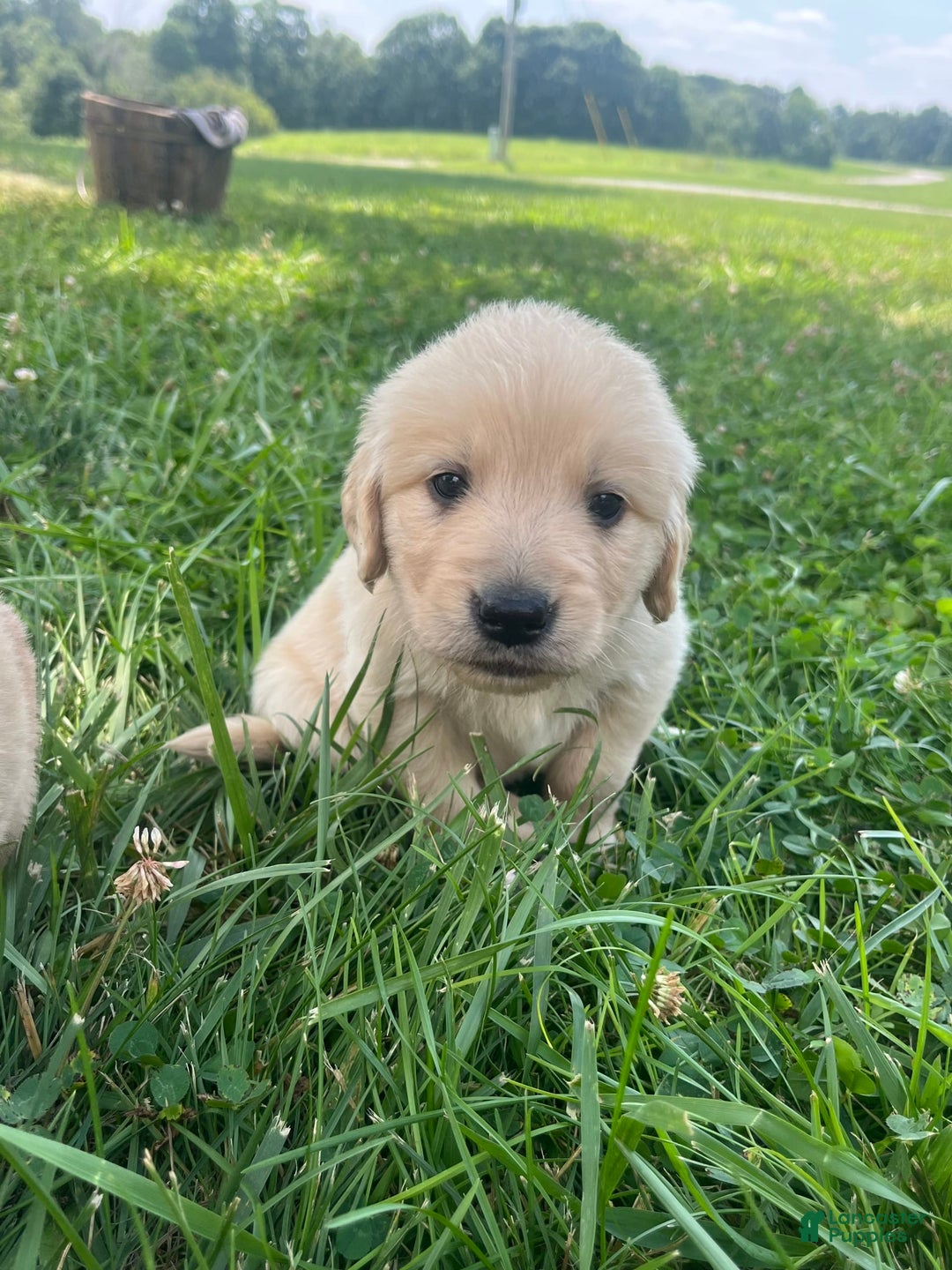 Golden Retriever dogs for sale: Grey - Image 2