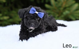 Bichpoo dogs for sale: Leo - Image 1