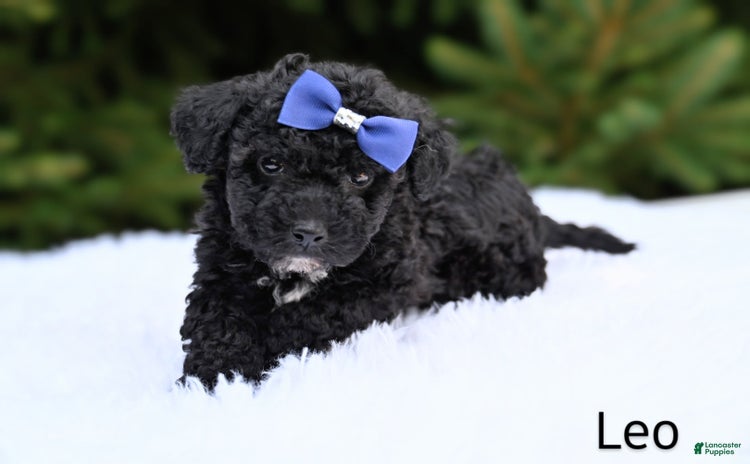 Bichpoo dogs for sale - Ad 1