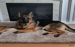 German Shepherd dogs for sale: Big Red - Image 15