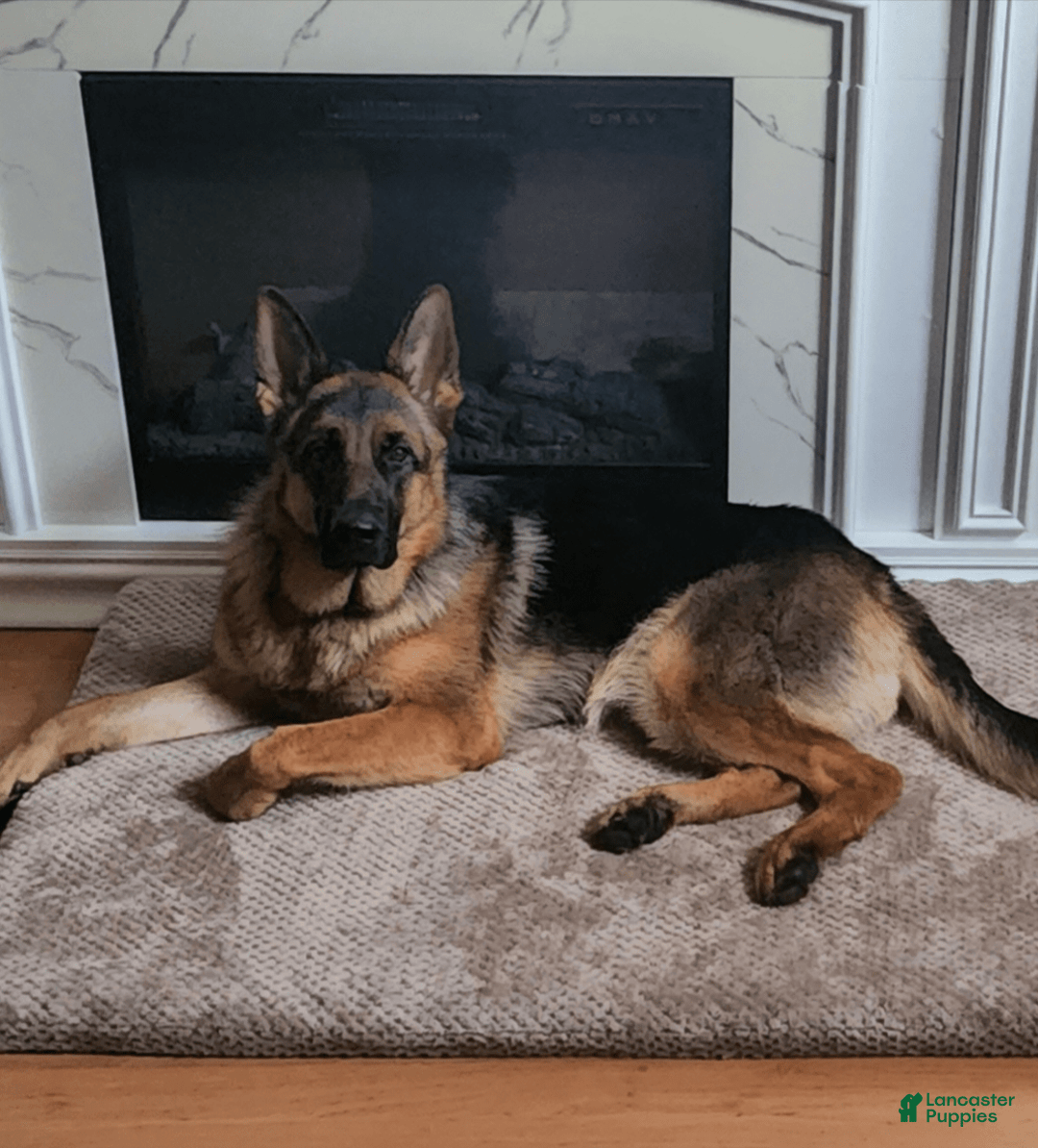 German Shepherd dogs for sale: Big Red - Image 15
