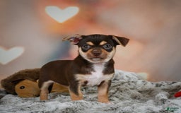 Chihuahua dogs for sale: Ollie - Image 7