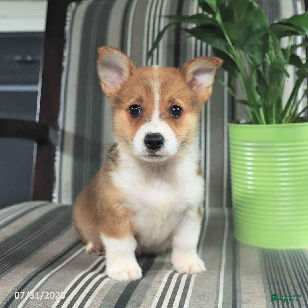 Welsh Corgi Pembroke dogs for sale: Tucker - Image 1