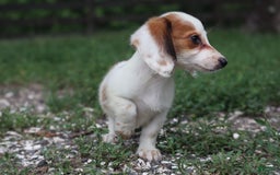 Miniature Dachshund dogs for sale: Daisy - Image 4