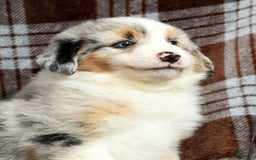 Australian Shepherd dogs for sale: Buddy - Image 6