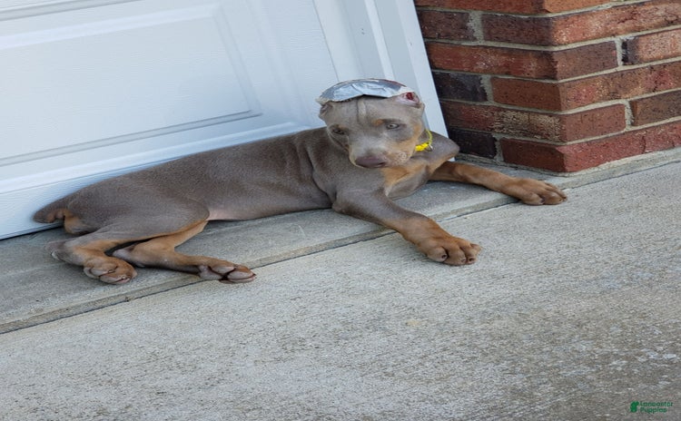 Doberman Pinscher dogs for sale - Ad 2