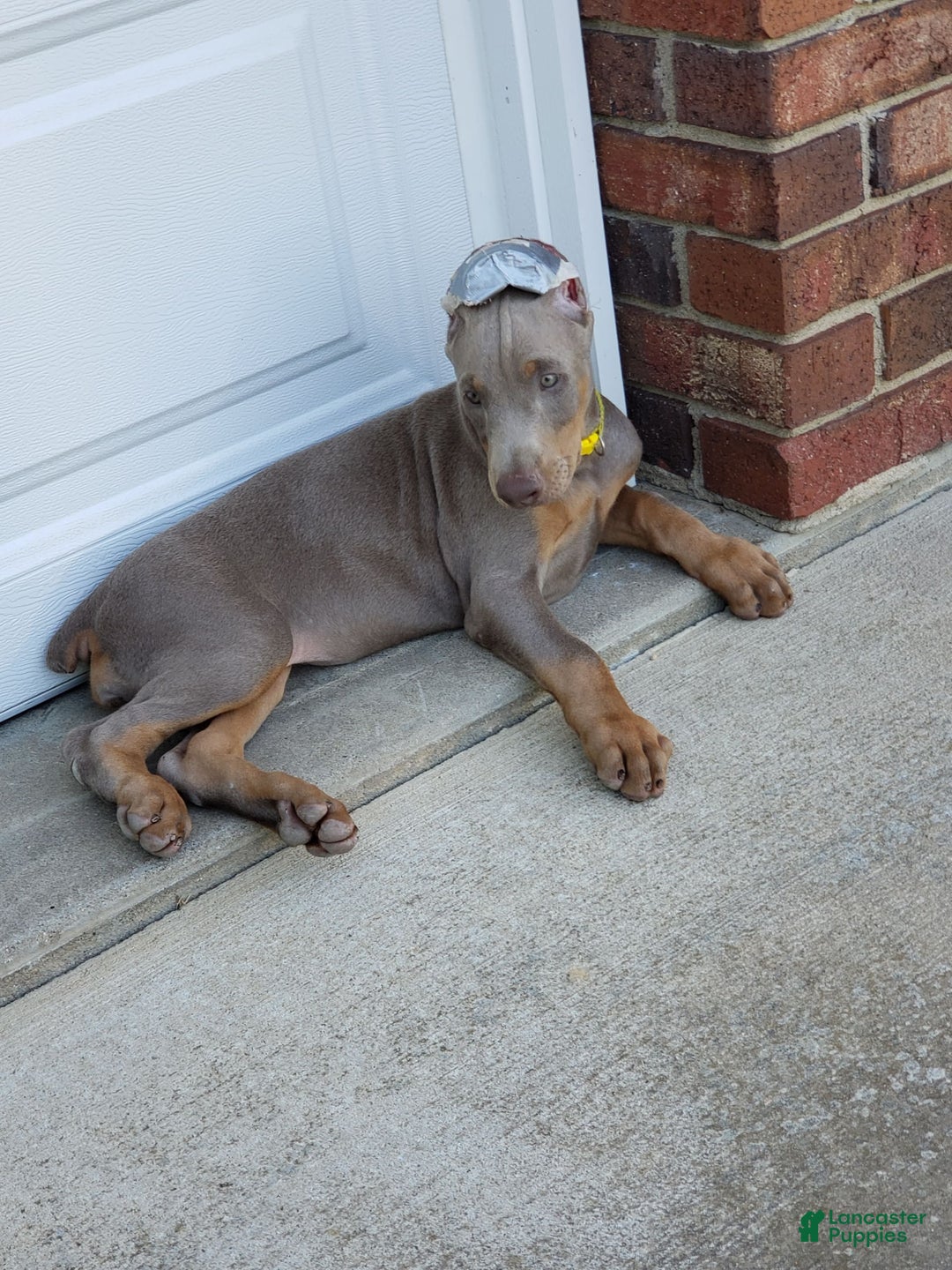 Doberman Pinscher dogs for sale: Meme - Image 1