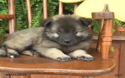 Keeshond dogs for sale: Tempest - Image 1