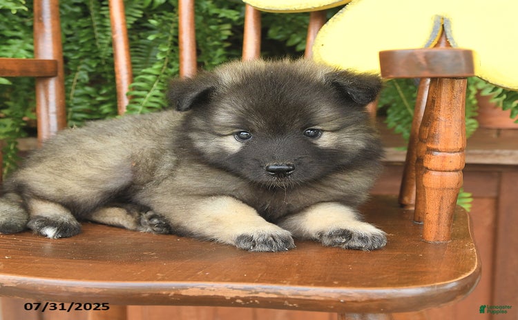 Keeshond dogs for sale - Ad 4
