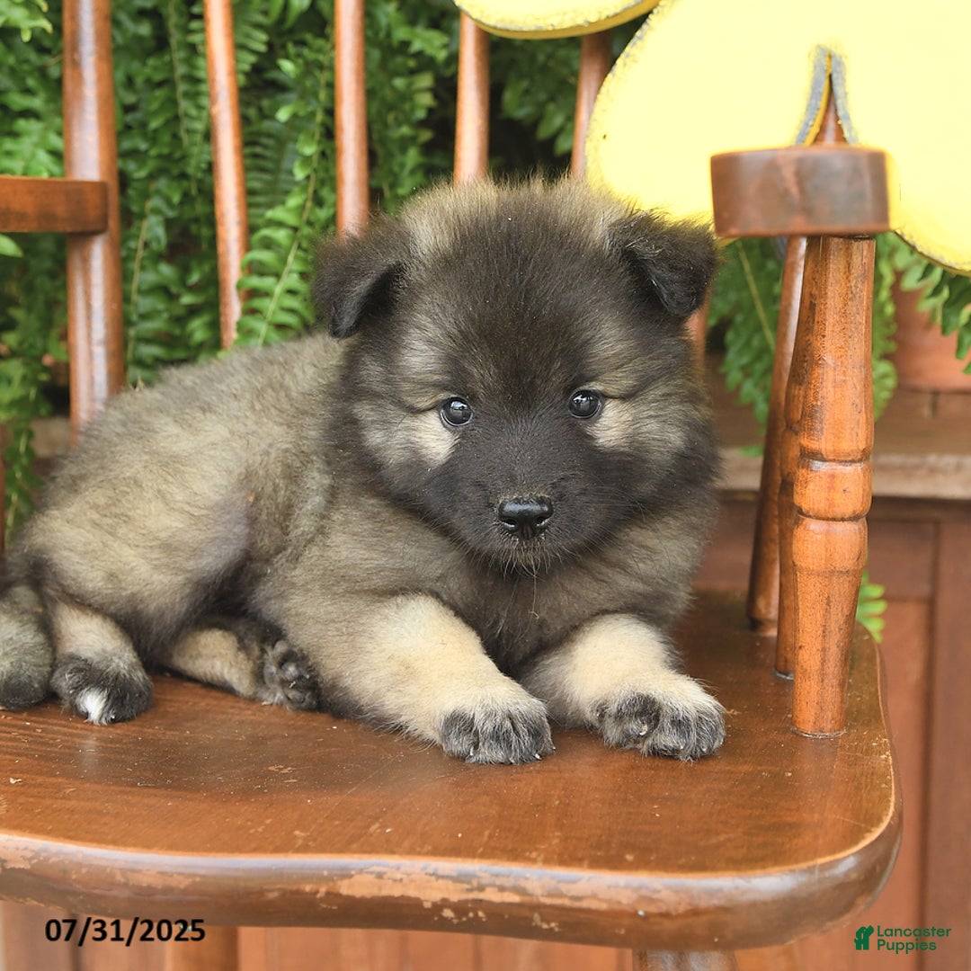 Keeshond dogs for sale: Tempest - Image 1