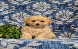 Maltipoo dogs for sale: Eli Toy Size - Image 6