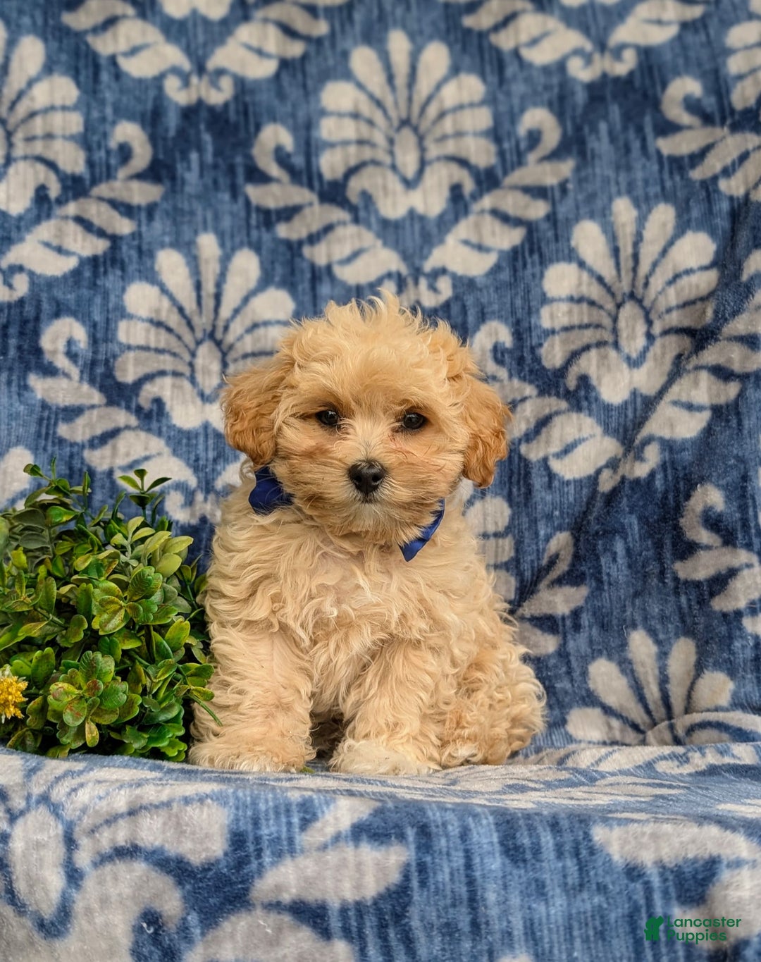 Maltipoo dogs for sale: Eli Toy Size - Image 6