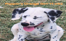 Dalmatian dogs for sale: Peppers Orange Girl - Image 3