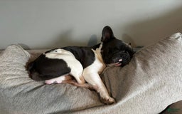 French Bulldog dogs for sale: Blue - Image 3