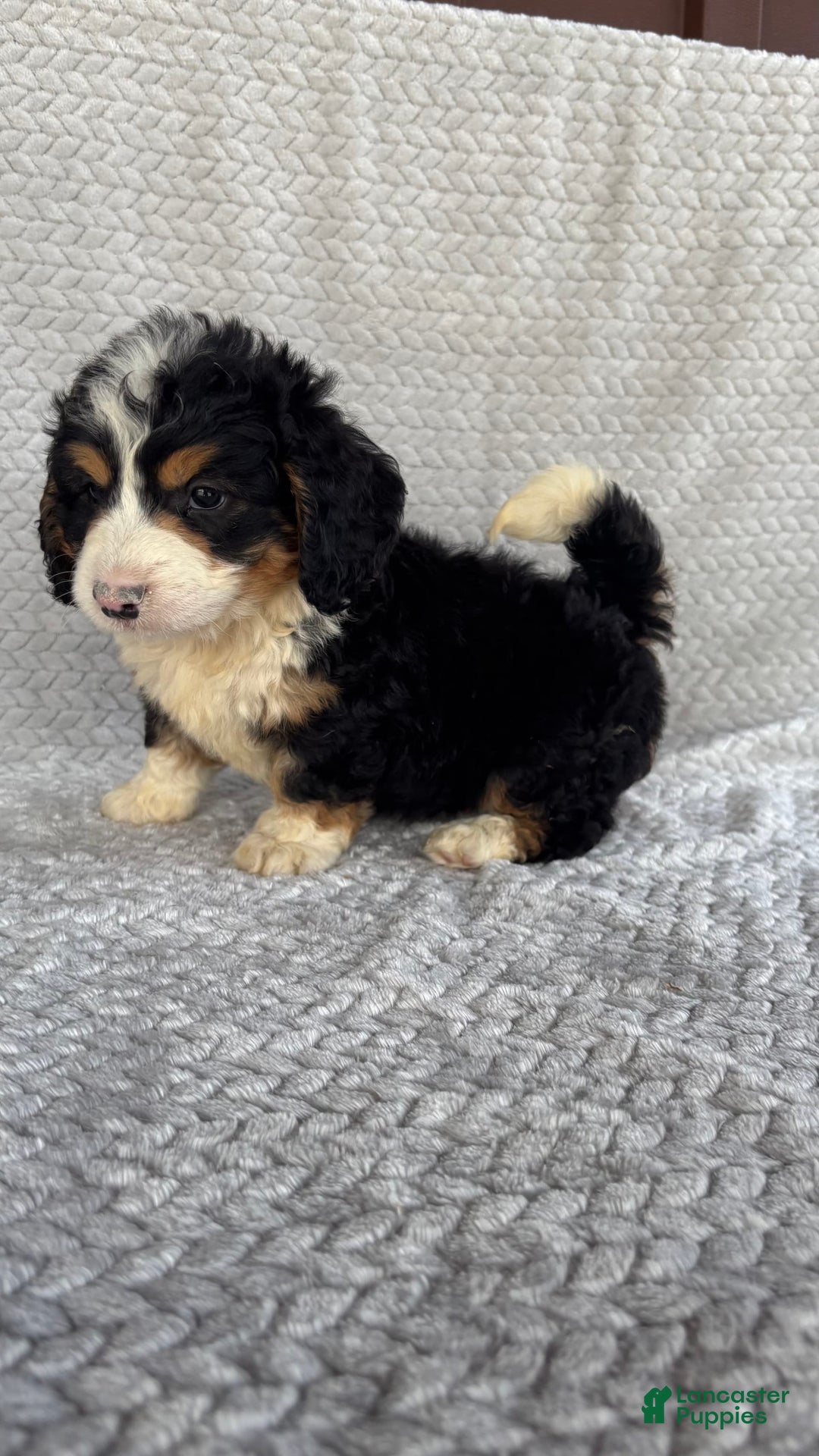 Mini Bernedoodle dogs for sale: Max - Image 9