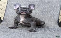 French Bulldog dogs for sale: David - Image 5