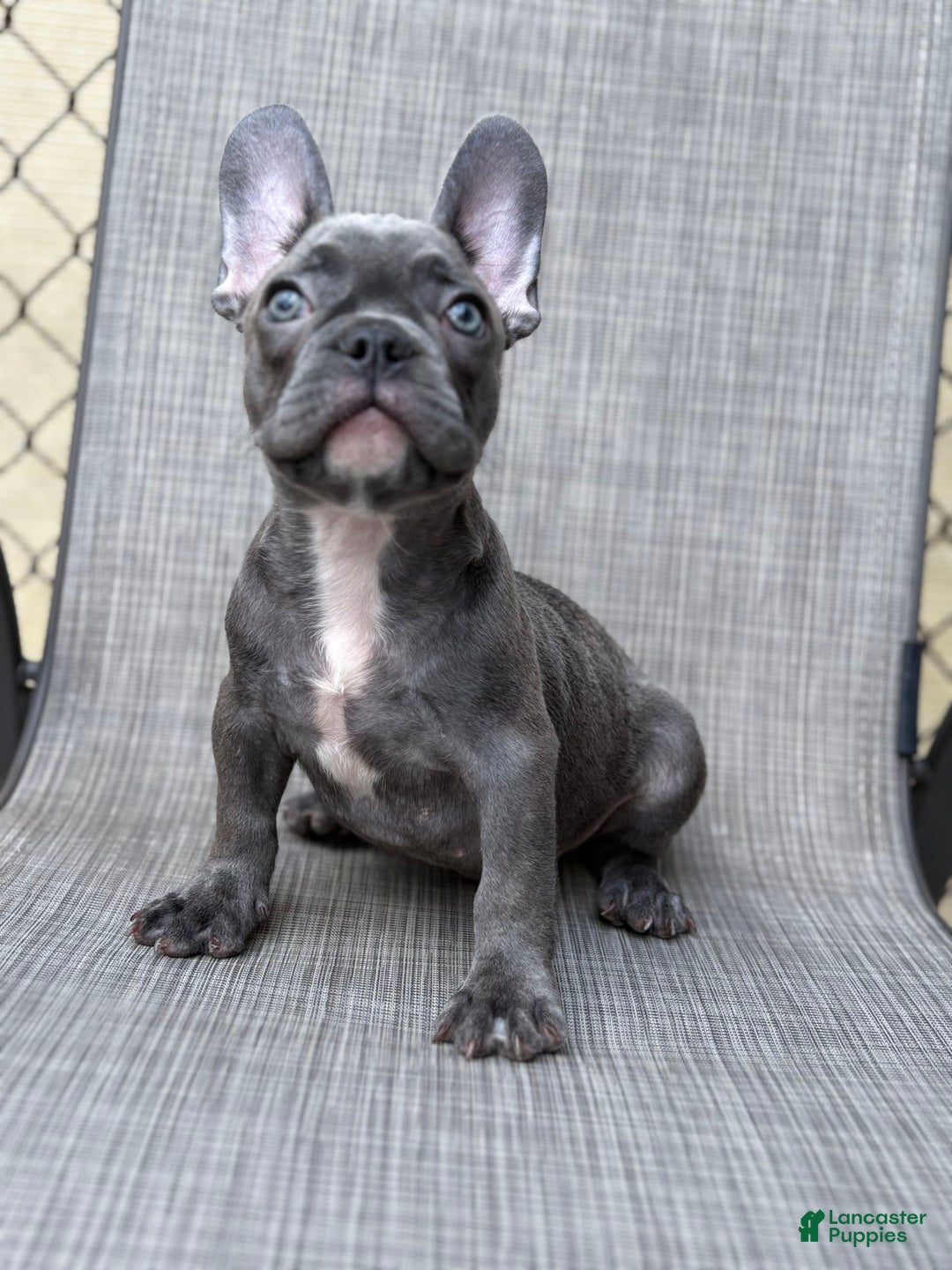 French Bulldog dogs for sale: David - Image 5