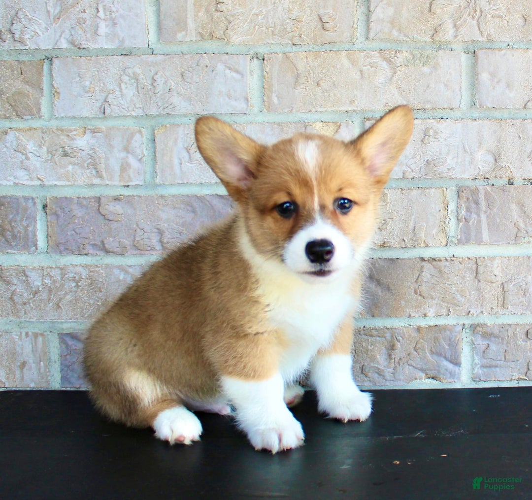 Welsh Corgi Pembroke dogs for sale: Welsh Corgi (Pembroke) 5 puppies - Image 20