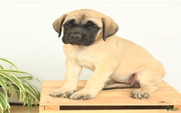 English Mastiff dogs for sale: Theresa - Image 9