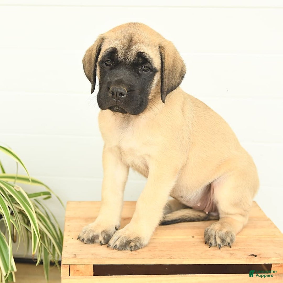 English Mastiff dogs for sale: Theresa - Image 9