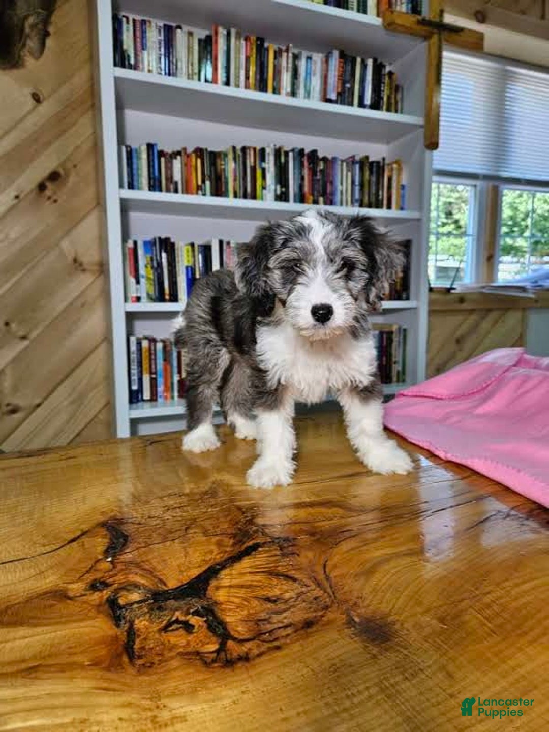 Portuguese Water Dog dogs for sale: Sage - Image 7