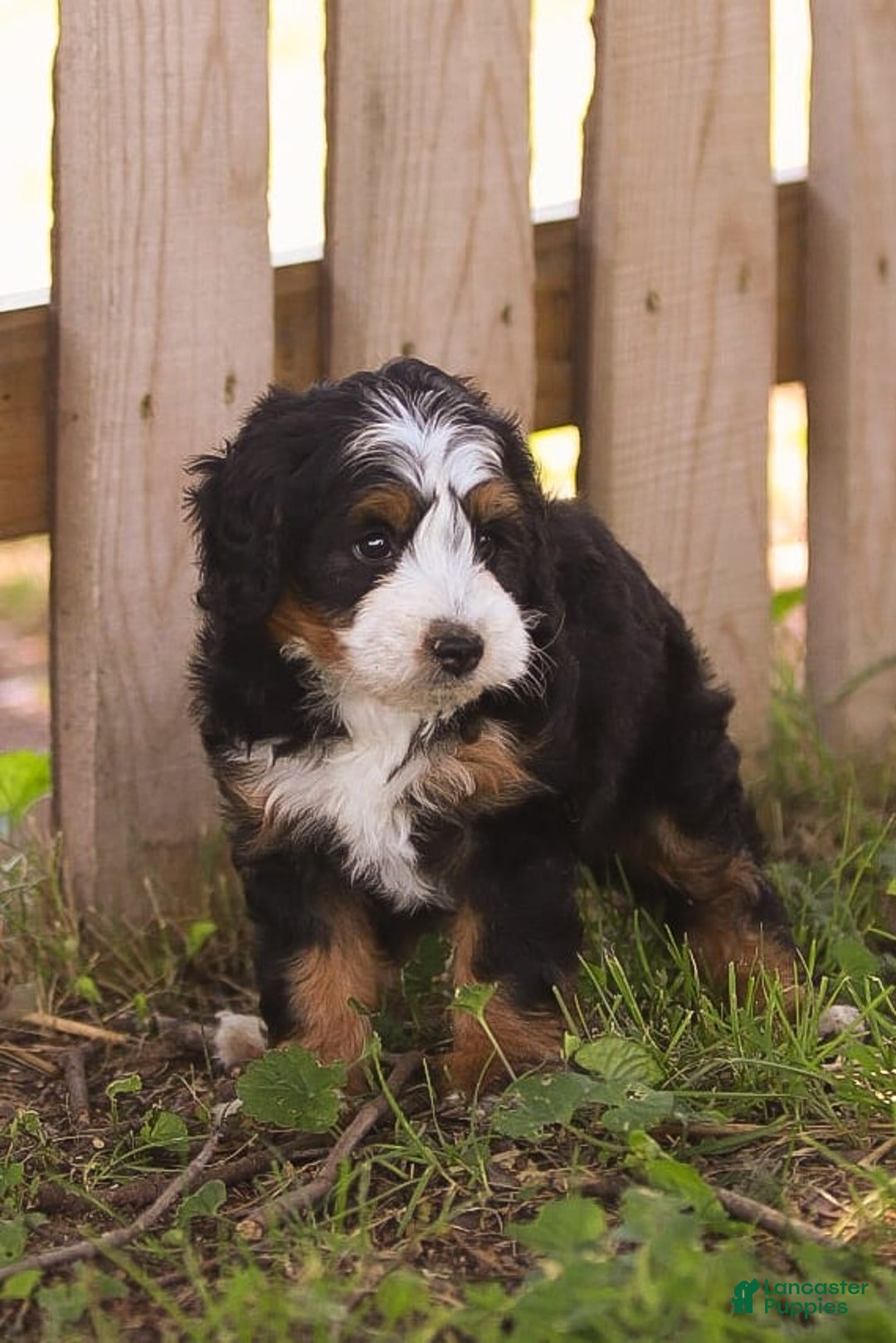 Mini Bernedoodle dogs for sale: Mary - Image 1