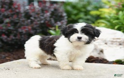 Malshi dogs for sale: Moose Tracks - Image 7