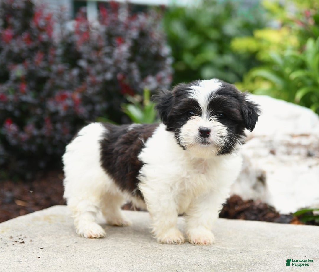Malshi dogs for sale: Moose Tracks - Image 7