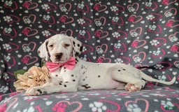 Dalmatian dogs for sale: Katie Liver - Image 2