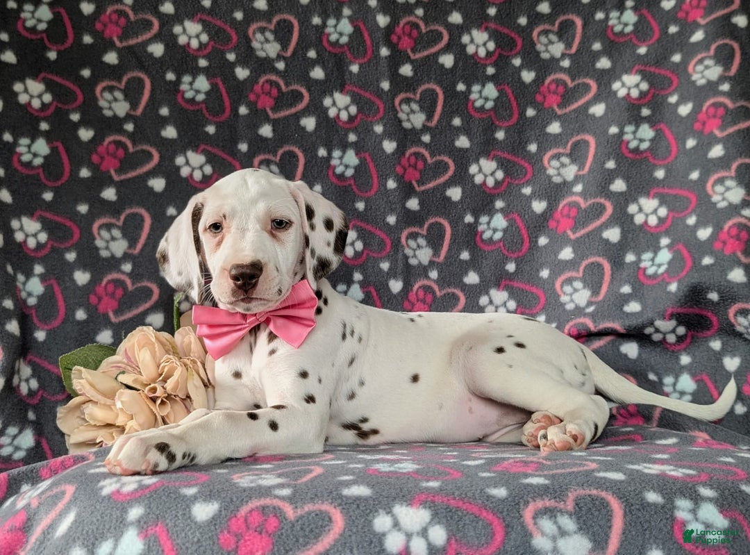 Dalmatian dogs for sale: Katie Liver - Image 2