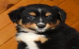 Australian Shepherd dogs for sale: Alden - Image 4