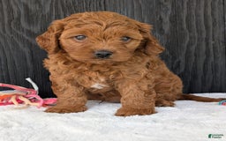 Cavapoo dogs for sale: Loki - Image 8