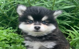 Alaskan Klee Kai dogs for sale: Kai  Toy Boy - Image 2