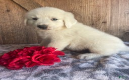 Great Pyrenees dogs for sale: Maverick - Image 4