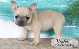 French Bulldog dogs for sale: French Bulldog 6 puppies - Image 6