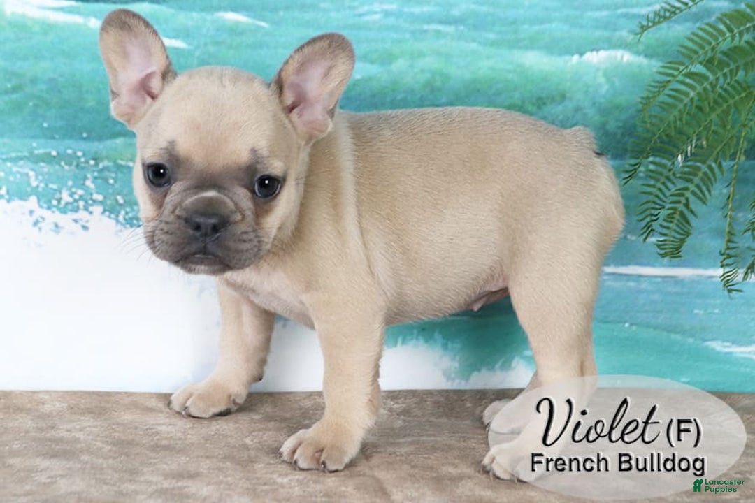 French Bulldog dogs for sale: French Bulldog 6 puppies - Image 6