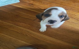 Beagle dogs for sale: Laney - Image 4
