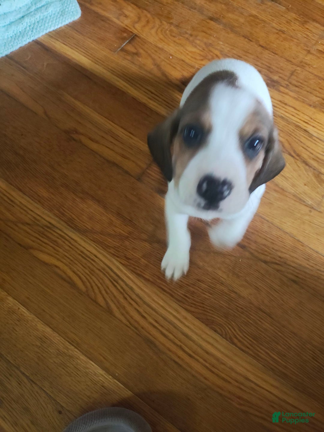 Beagle dogs for sale: Laney - Image 4