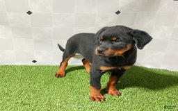 Rottweiler dogs for sale: Angeline - Image 2