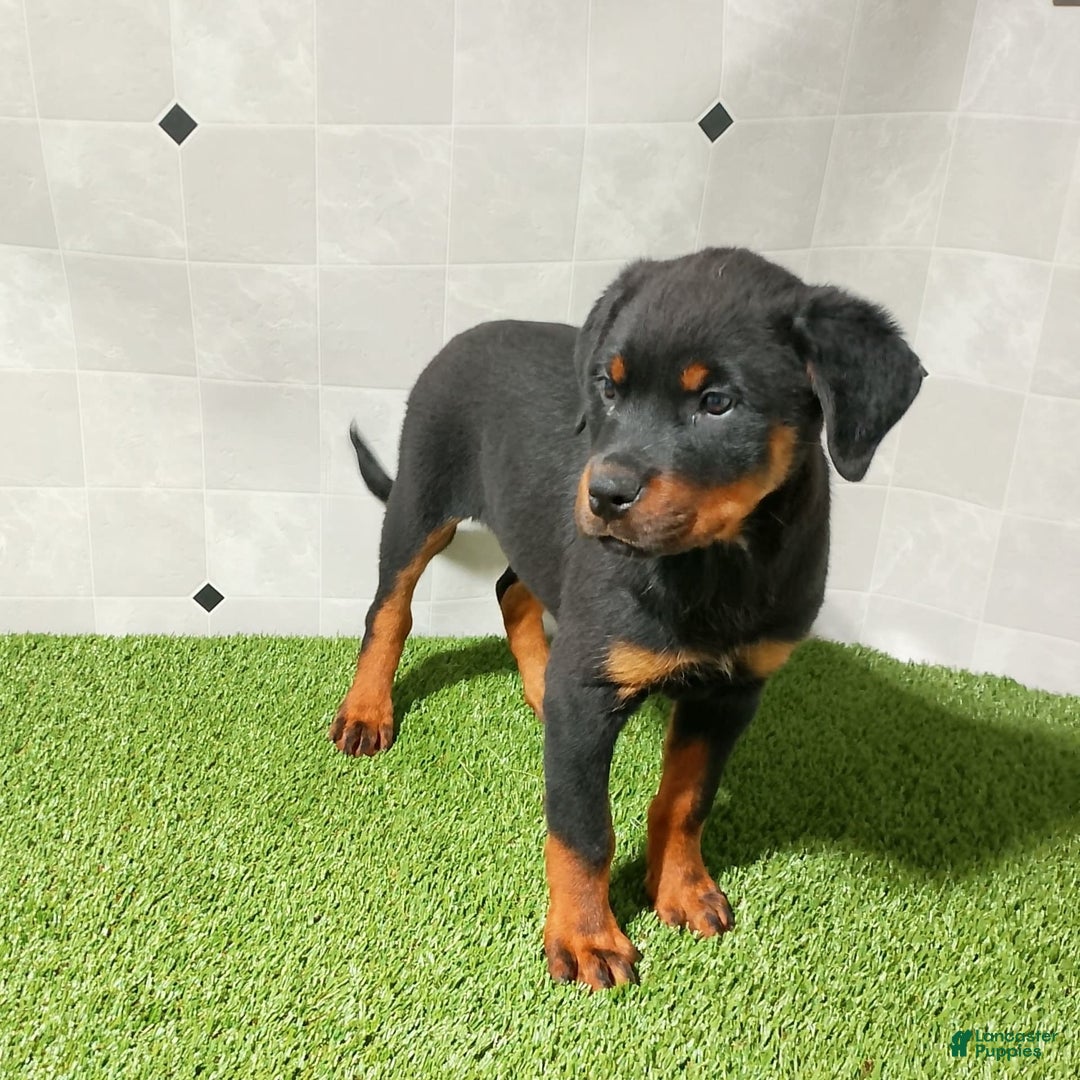 Rottweiler dogs for sale: Angeline - Image 2