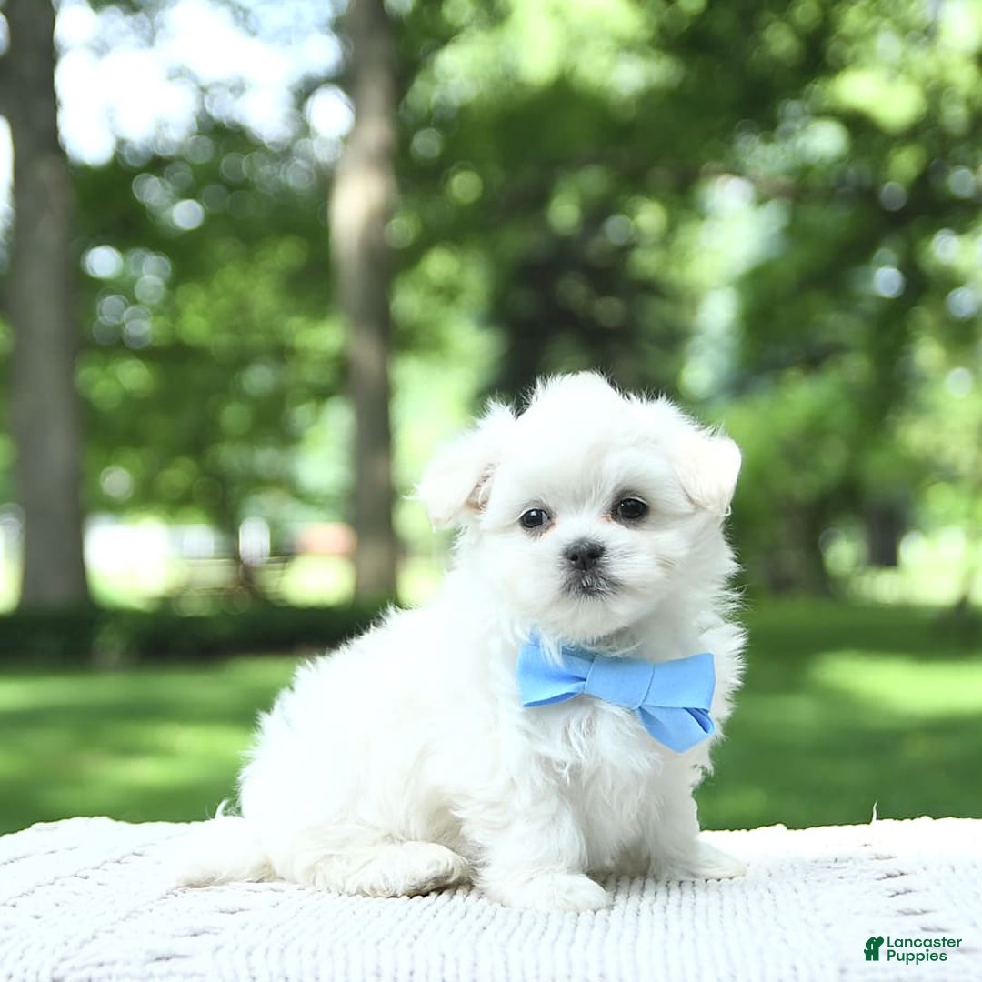 Maltese dogs for sale: Kobey - Image 15