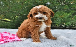 Mini Goldendoodle dogs for sale: Emma - Image 12