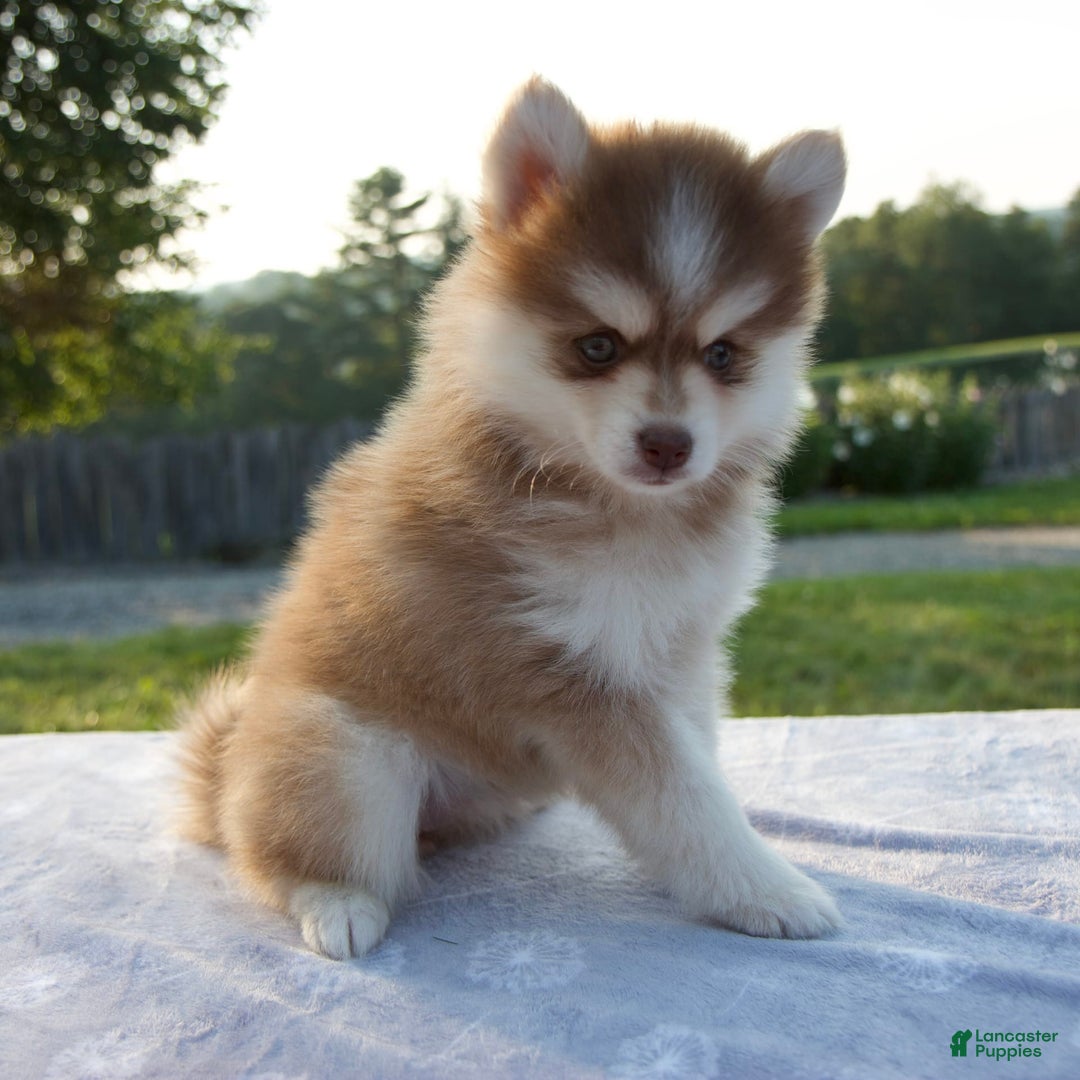 Pomsky dogs for sale: Myla - Image 2