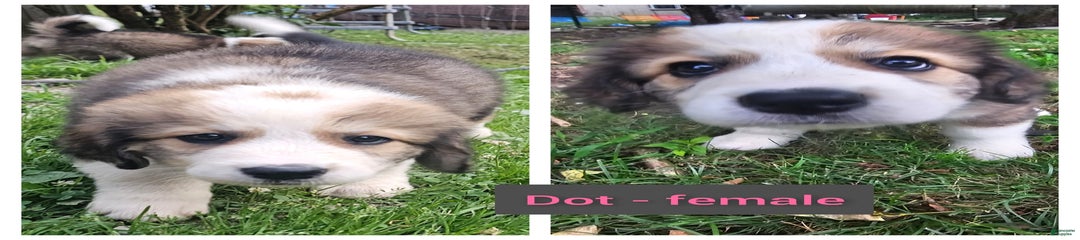 Dot