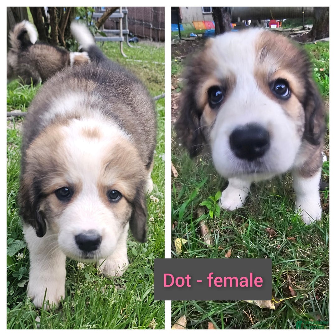 Bernese Mountain Dog dogs for sale: Dot - Image 1