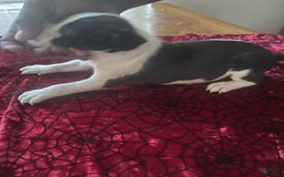 American Pit Bull Terrier dogs for sale: Cowdog - Image 2