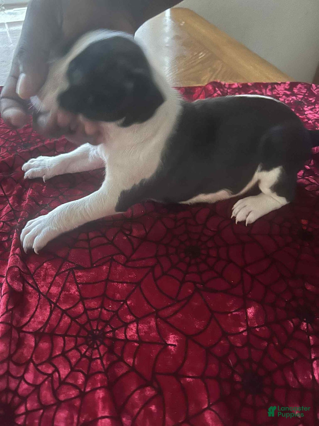 American Pit Bull Terrier dogs for sale: Cowdog - Image 2