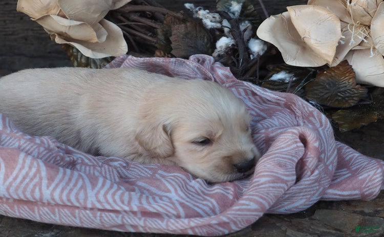 Golden Retriever dogs for sale - Ad 4
