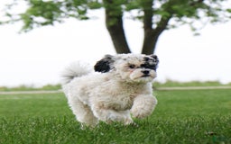 Shihpoo dogs for sale: Abby - Image 3